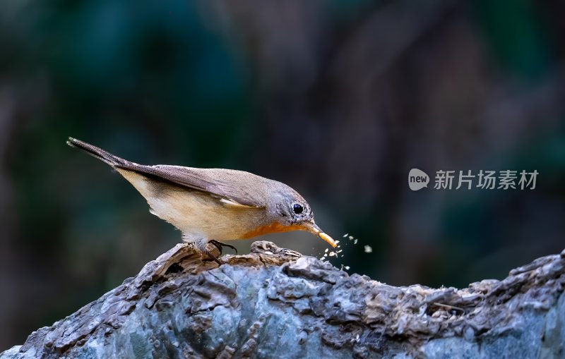 枝头小鸟在捕食虫子