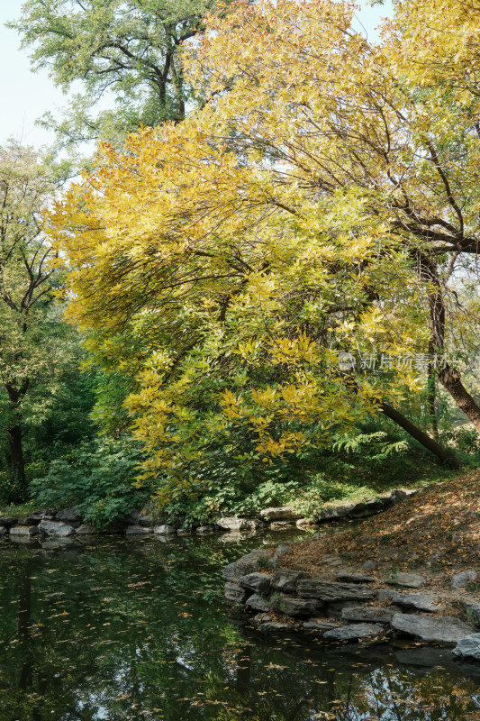 北京圆明园秋天树林风景