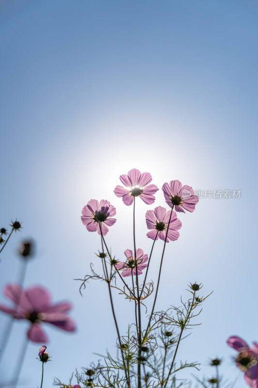 日出格桑花特写