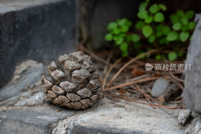 地面上的松果特写