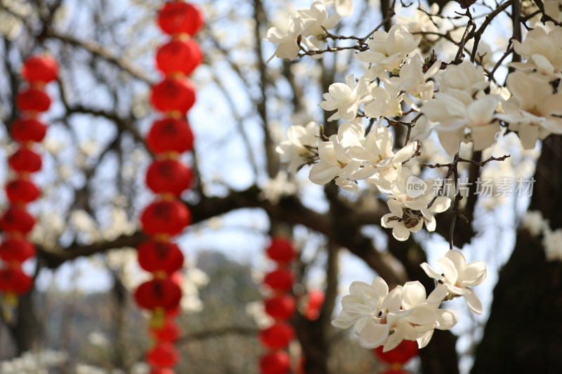 中国杭州法喜寺树龄500年的白玉兰