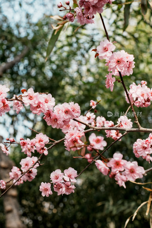 北京玉渊潭公园樱花节樱花