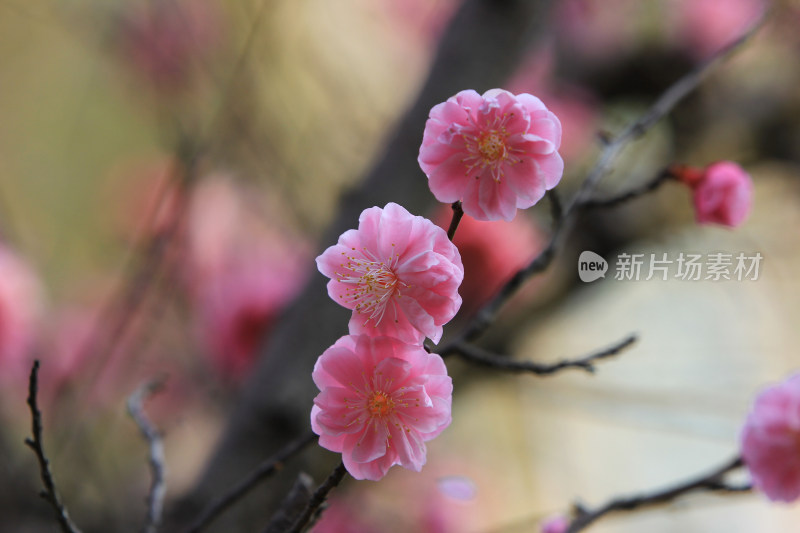 梅花 春天 粉红