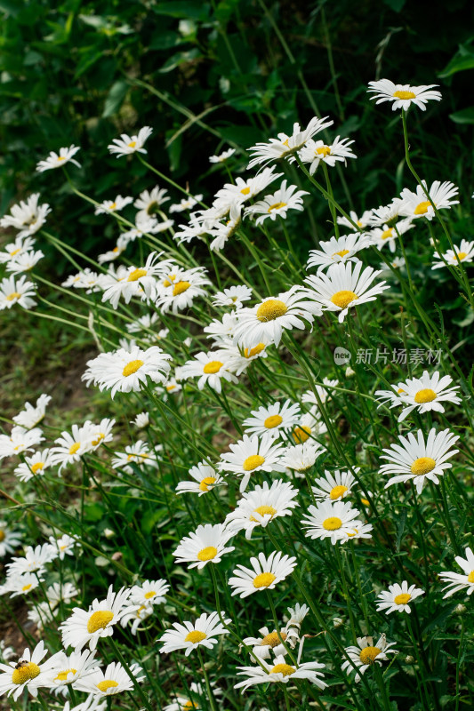 北京北坞公园雏菊