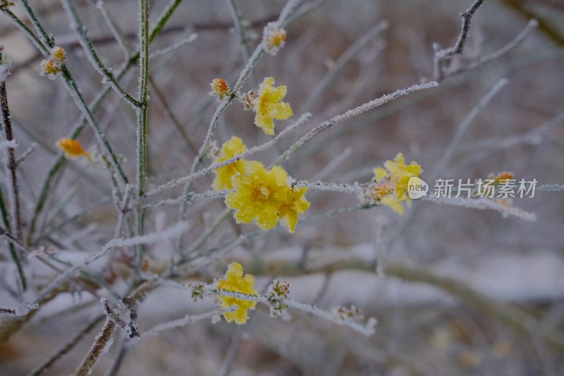 福建省泉州市德化县乡村植物特写