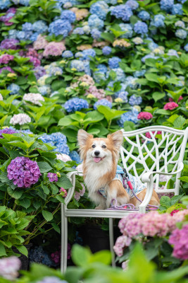 绣球花与蝴蝶犬