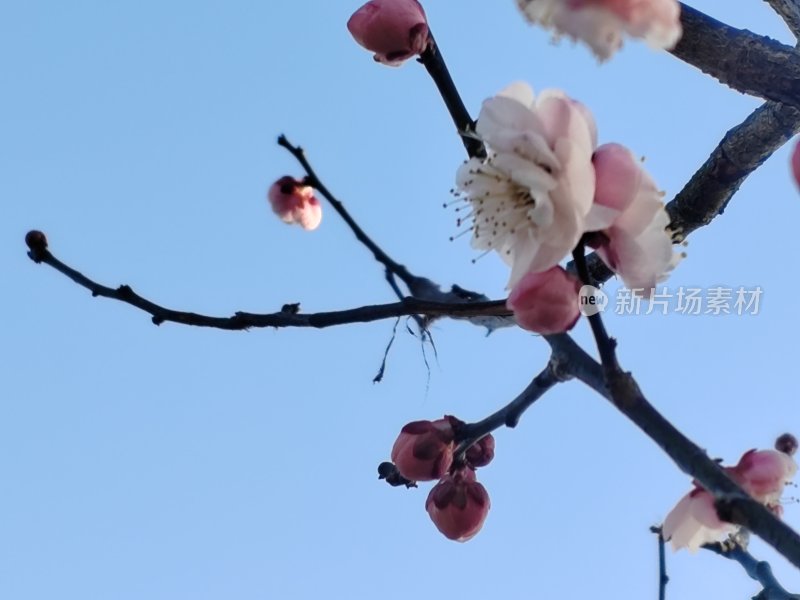 枝头梅花绽放的景象