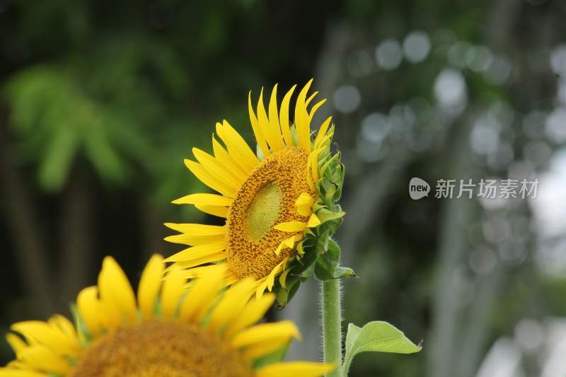 大片向日葵花田绿叶黄花生机勃勃