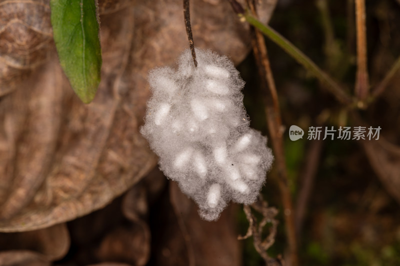 挂在植物上奇特的昆虫卵