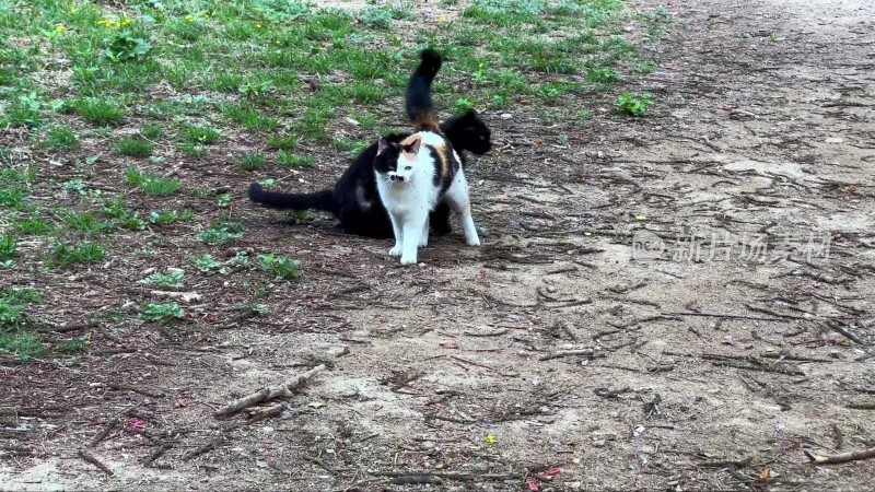 草地上的两只猫咪野猫流浪猫（）