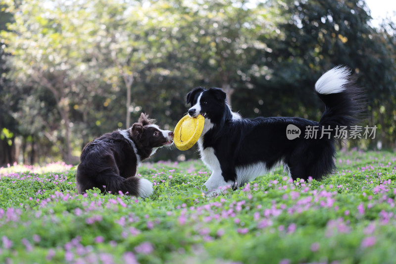 边境牧羊犬