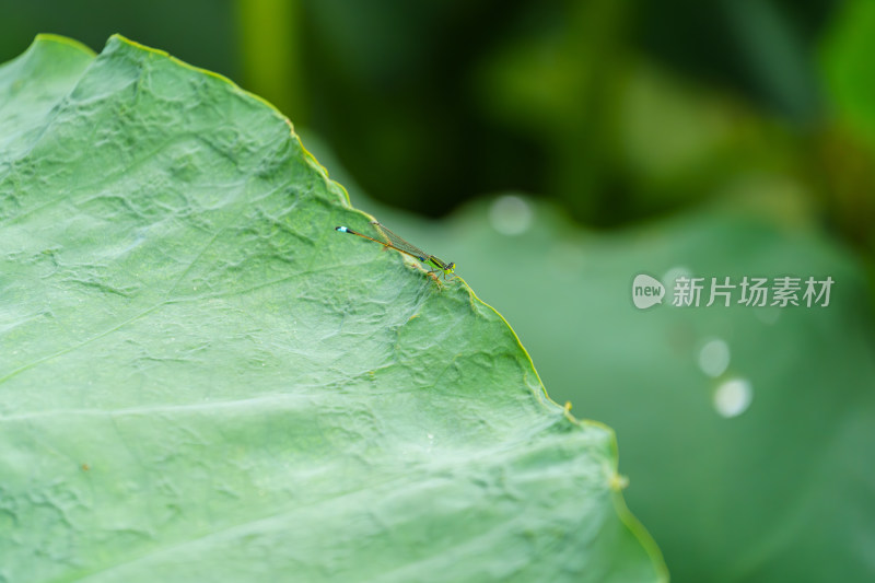 夏日荷叶上的豆娘