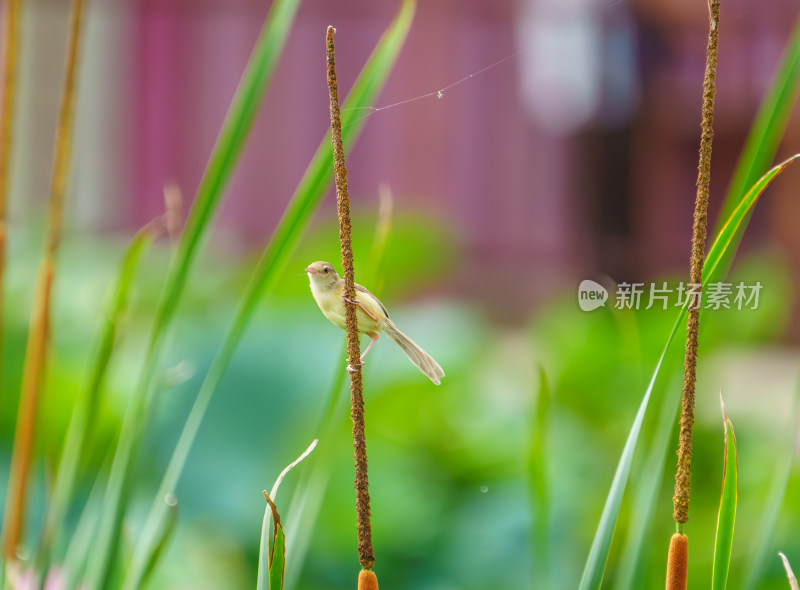 芦苇丛中的褐山鹪莺