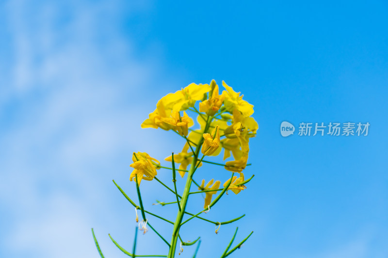 福州花海公园蓝天背景下的黄色油菜花