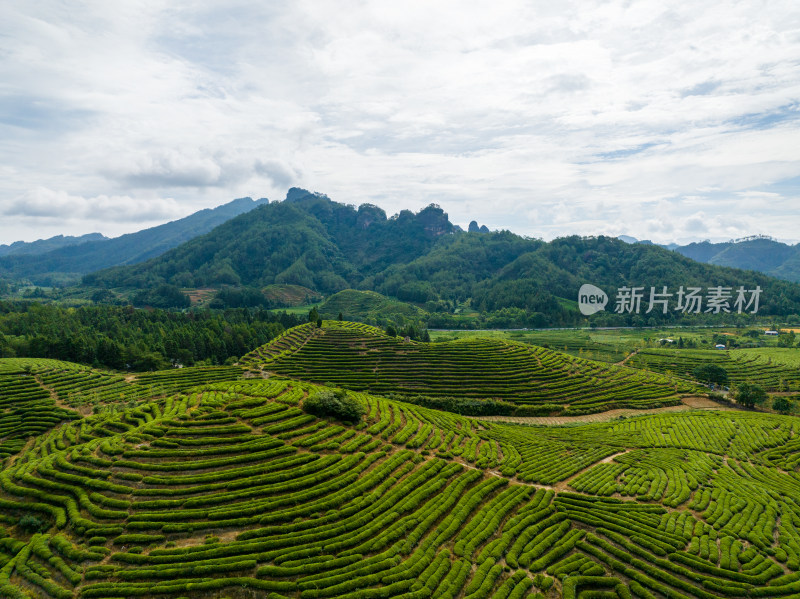 航拍武夷山绿色农田与茶园