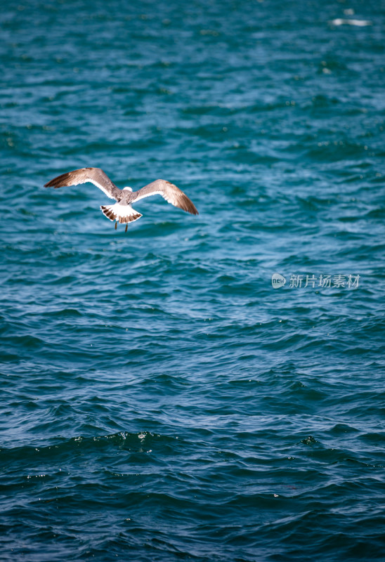 山东威海海天之间飞翔的海鸥