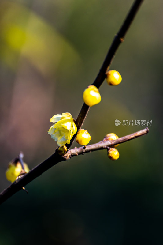 上海普陀真如公园腊梅景点景观