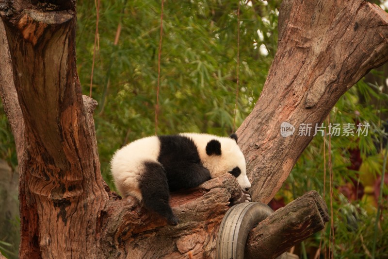 大熊猫幼崽慵懒趴树干上的可爱模样