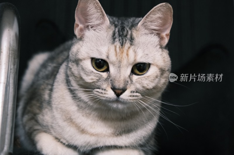 可爱的小猫