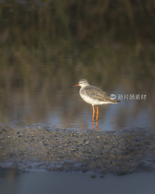 湿地沐浴阳光闭眼的红脚鹤鹬