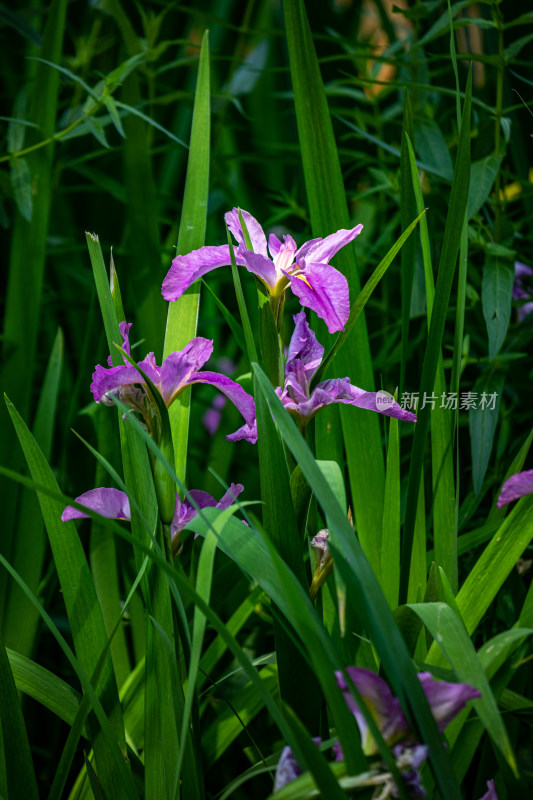 洛阳王城公园水仙花开