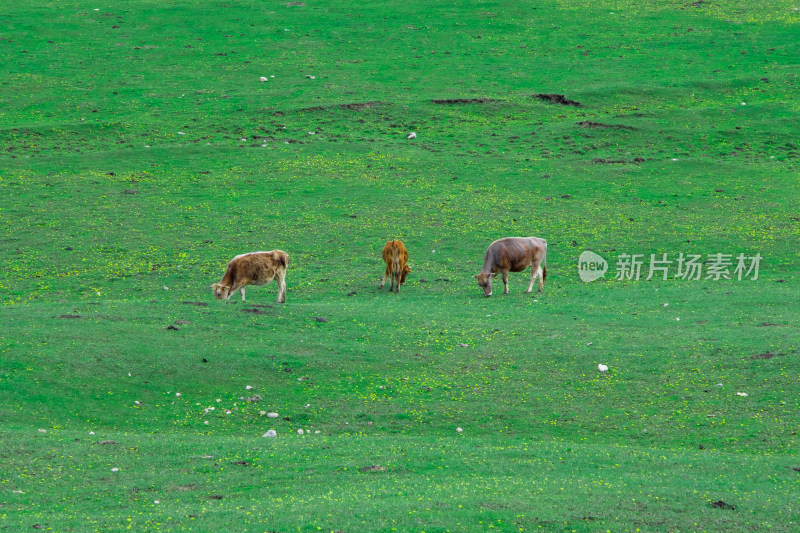 新疆琼库什台村草原上吃草的牛