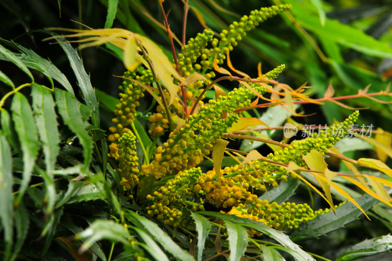 十大功劳绿色植物花序