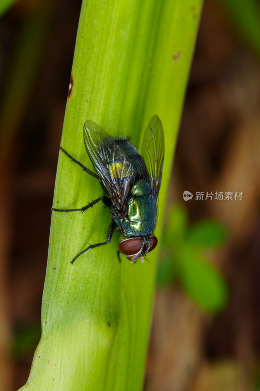 绿叶上的绿头苍蝇特写