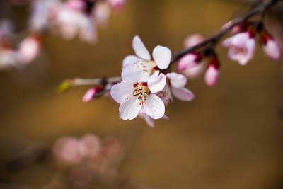 花瓣春天的山桃花