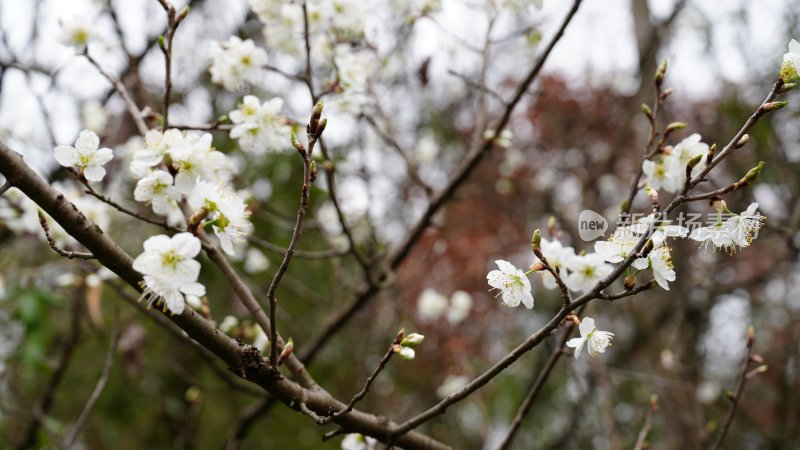 春天里, 花开终会是盛宴