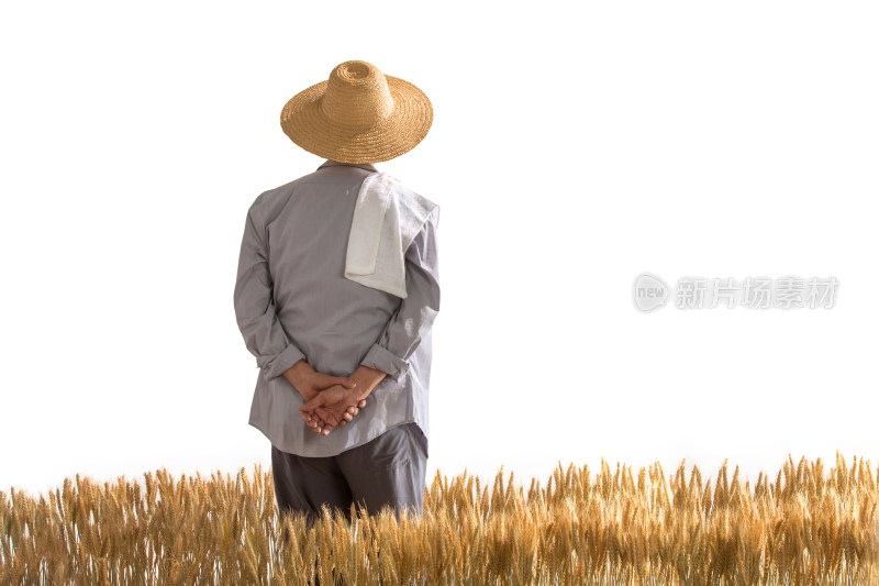 农民在麦田里查看小麦