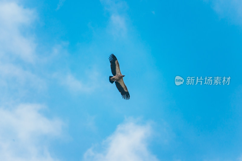 新疆伊犁蓝天中展翅翱翔的鹰