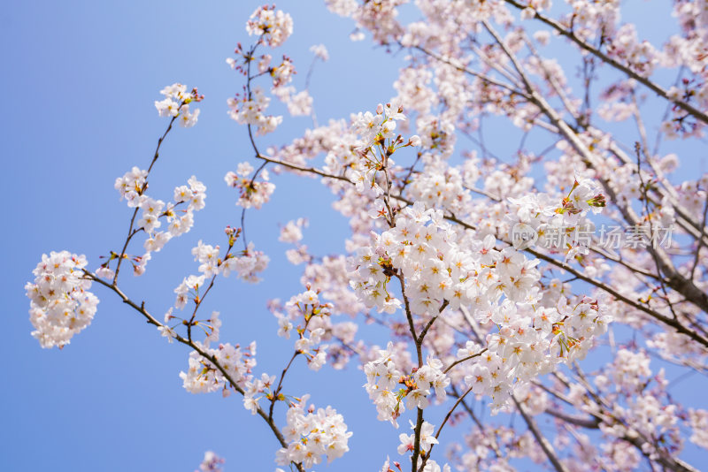 春日樱花季