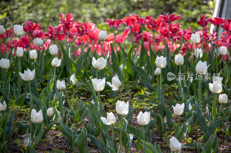 红白色郁金香花田