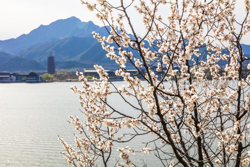 雁栖湖春季风光