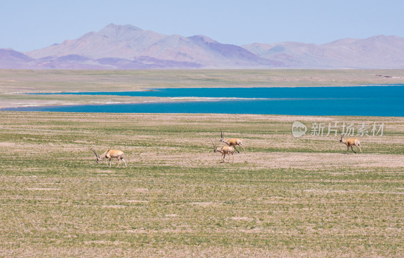 西藏达则错湖边的藏羚羊