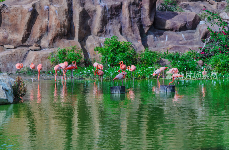 越南芽庄珍珠岛海上游乐园动物火烈鸟