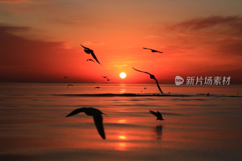 海面夕阳飞鸟剪影美景