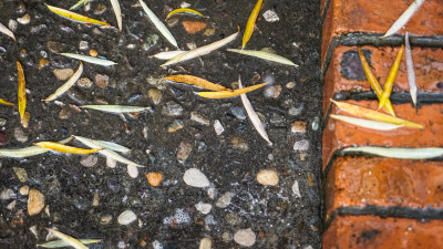 雨天地面的落叶雨水