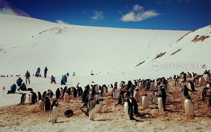 雪地上的企鹅群与游客