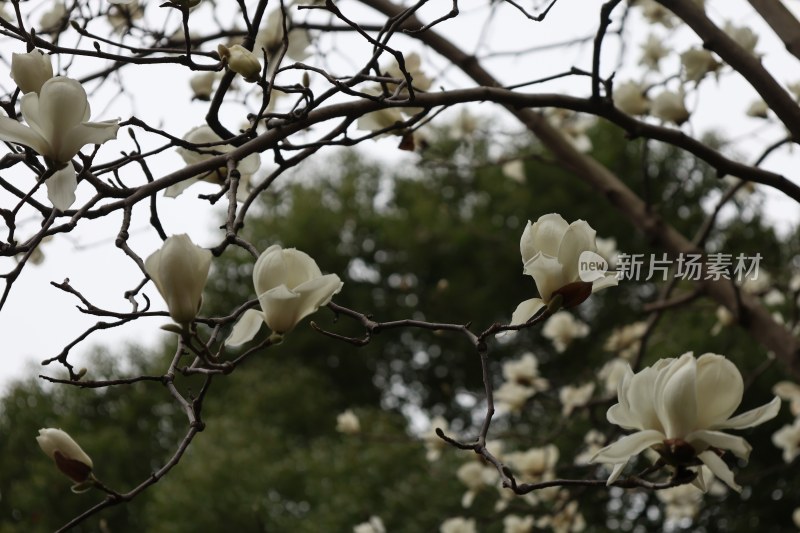 盛开的白玉兰花朵