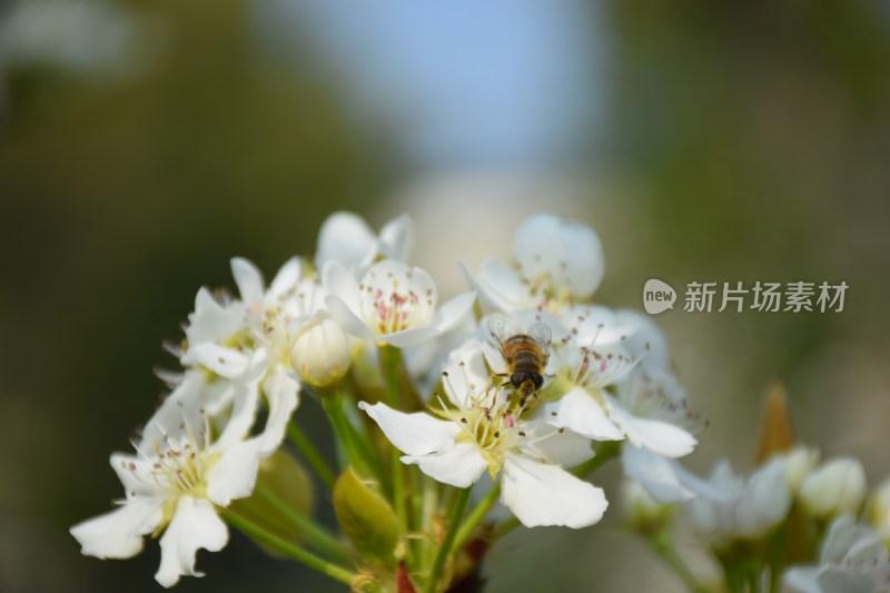 盛开的白色梨花特写