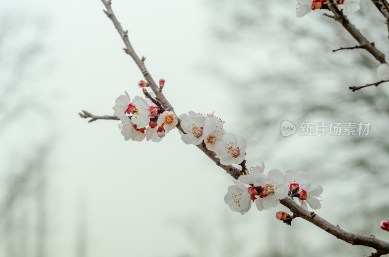 春光里，一枝明媚的杏花