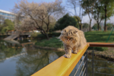 杭州阿里巴巴西溪园区在栏杆上行走的猫