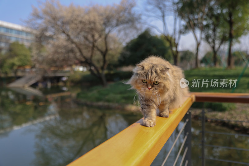 杭州阿里巴巴西溪园区在栏杆上行走的猫