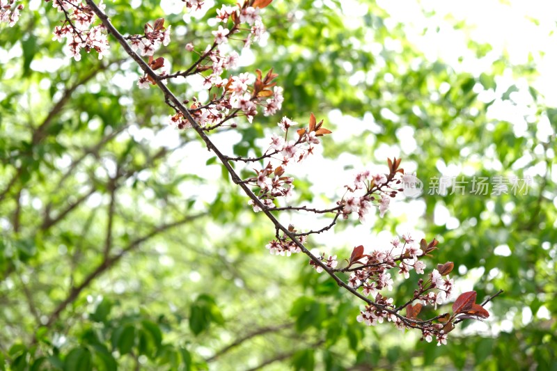 盛开的樱花