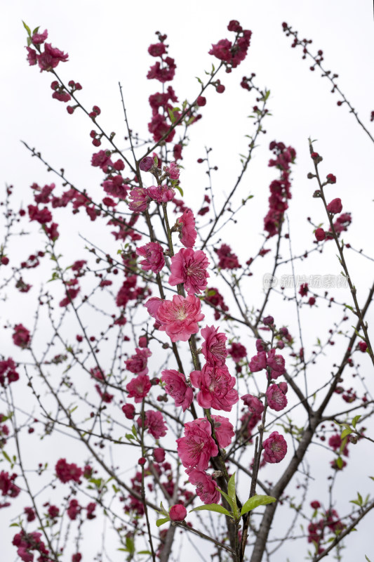 春天绽放的红色碧桃花特写