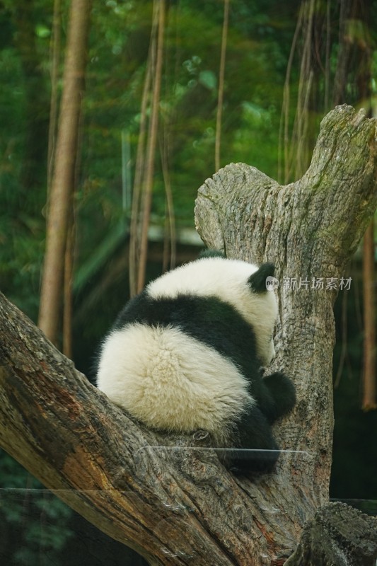 大熊猫幼崽攀爬枯树玩耍