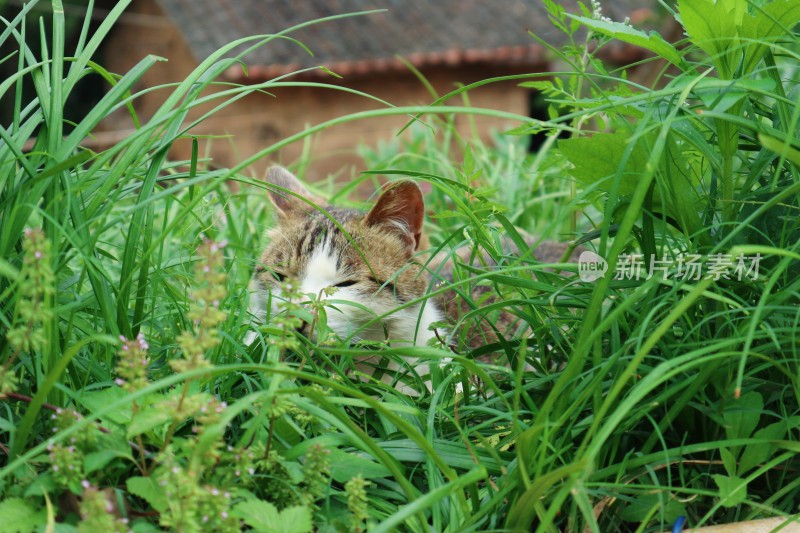 草丛里的小猫