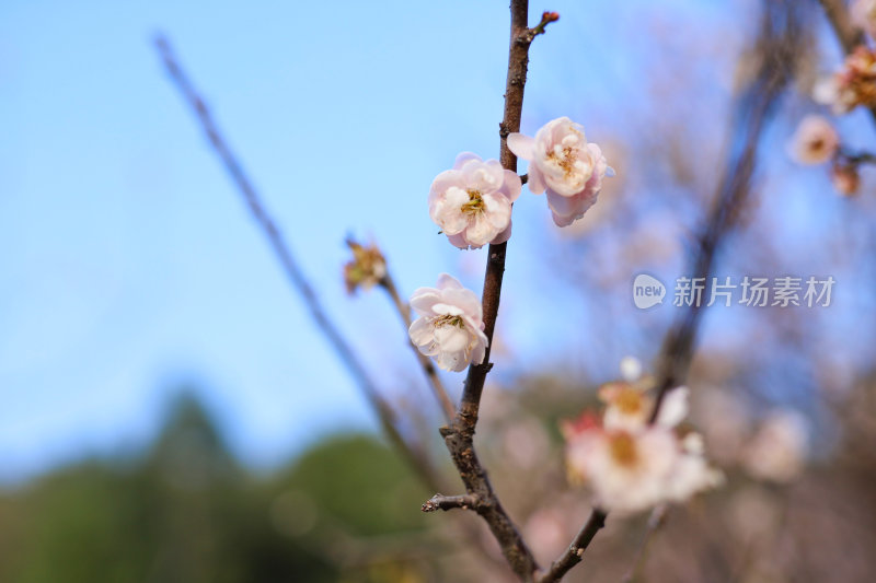 粉色梅花